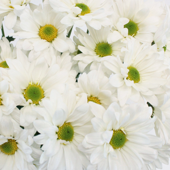 White Daisy Petals